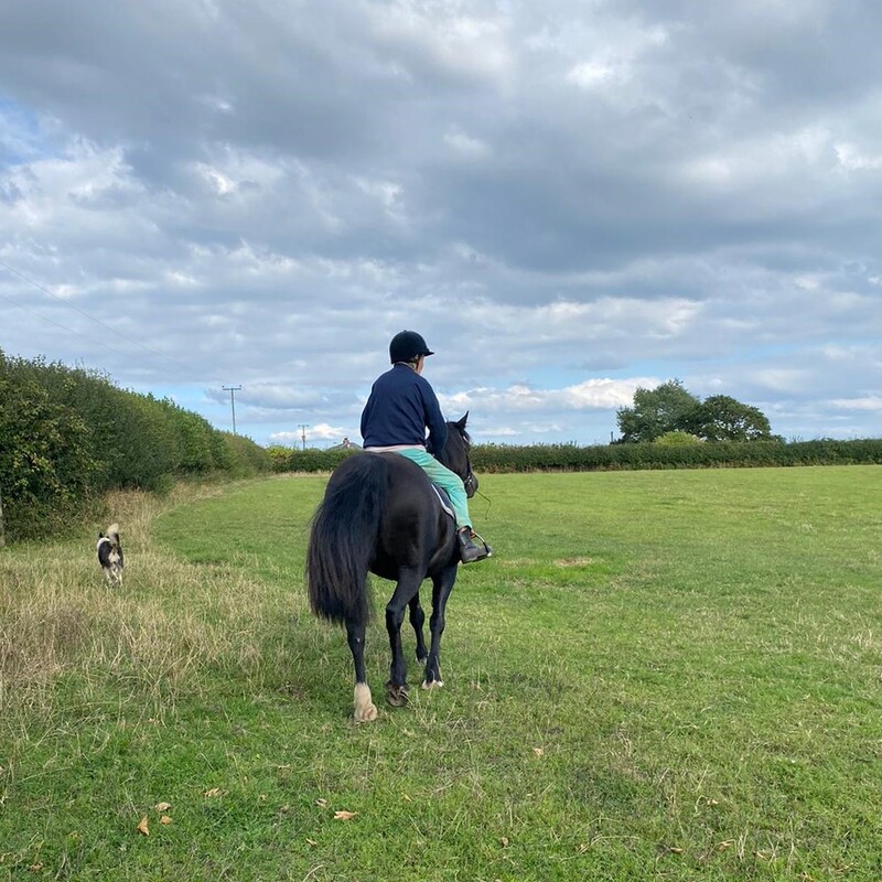 Horse, rider, and dog checking the fields