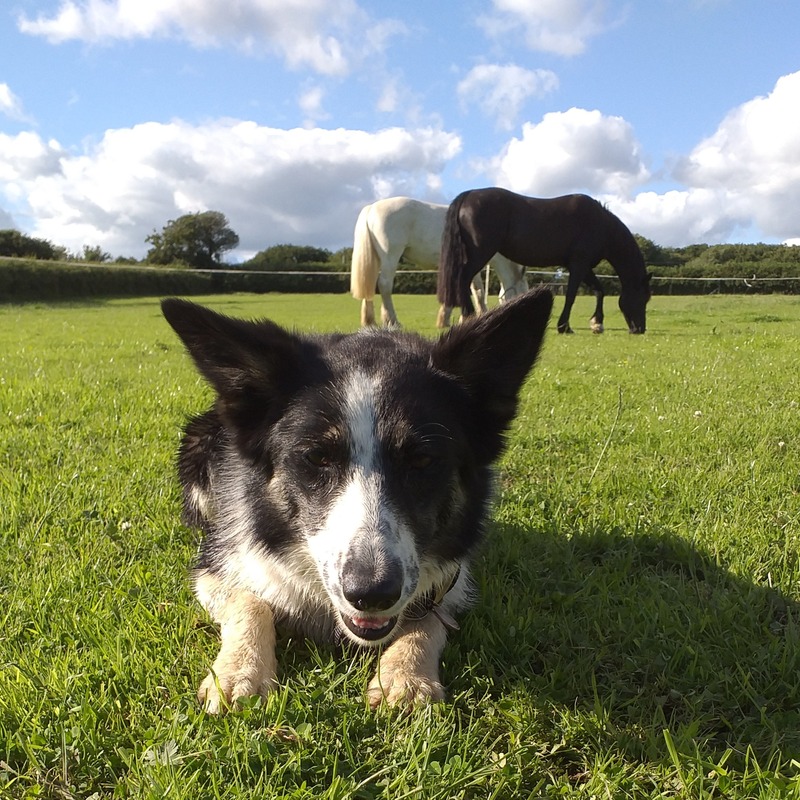 Dog in front of horses grazing