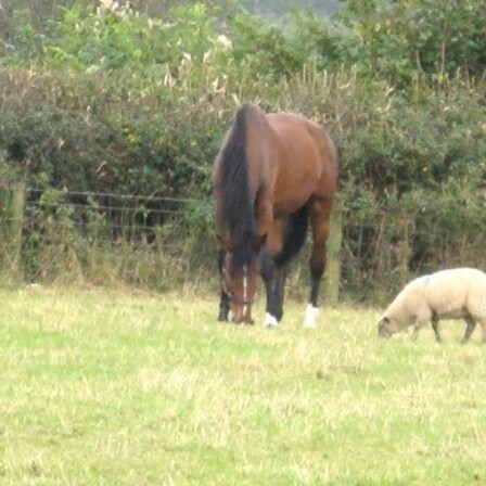 Co-grazing horse and sheep